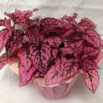 Hojas rosadas