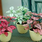 Especies de plantas