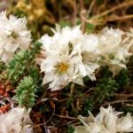 Flores blancas