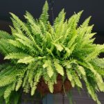Planta de helecho