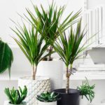 Dracaena en una maceta