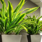 Especies de plantas