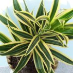 Dracaena de hoja ancha