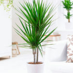 Maceta con Dracaena