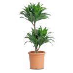 Dracaena en maceta