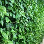 Plantas para el jardin