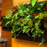 Muchas plantas